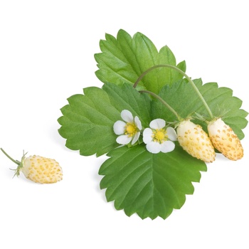 VÉritable (Франция) Пълнител (лингот) White Wild Strawberry за настолна градина Véritable® - бели диви ягоди (VLIN-P5-Fra039)