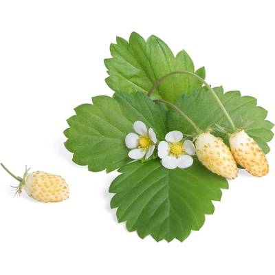 VÉritable (Франция) Пълнител (лингот) White Wild Strawberry за настолна градина Véritable® - бели диви ягоди (VLIN-P5-Fra039)