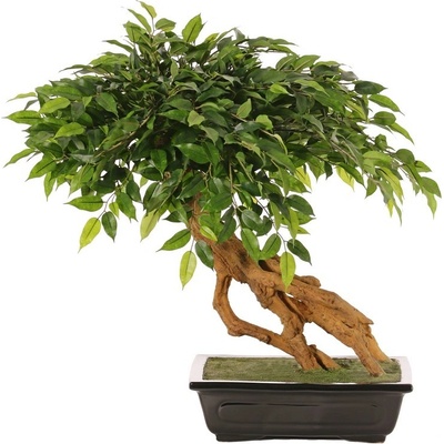 Bonsai Ficus deluxe v kvetináči, 58cm