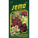 Semo Koleus (Africká žihľava) - Rainbow 0,15g