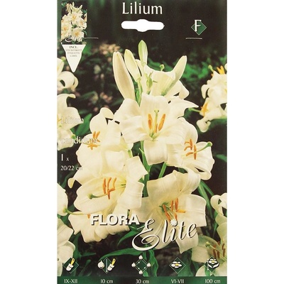 Lilium Candidum (ľalia liečivá) 1ks