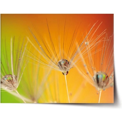 Sablio Plagát Odkvitnuté púpavy 2 - 60x40 cm