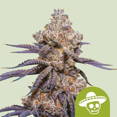 Royal Queen Seeds Mexican Rush Auto semienka neobsahujú THC 10 ks