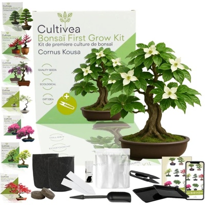 Cultivea Bonsai sada "Cornus Kousa“ - 1 sada