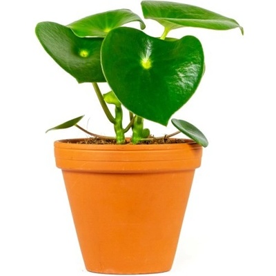 Gardners Peperomia polybotrya raindrop, průměr 12 cm Peperomie, pepřinec