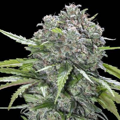 Advanced Seeds San Bacio Burger semena neobsahují THC 3 ks