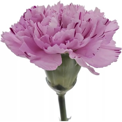 Karafiát ST YUKARI SCURO 50 cm