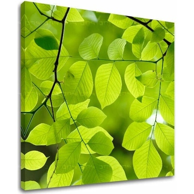 Papilora Obraz na stěnu RASTLINAS - 70x70 cm