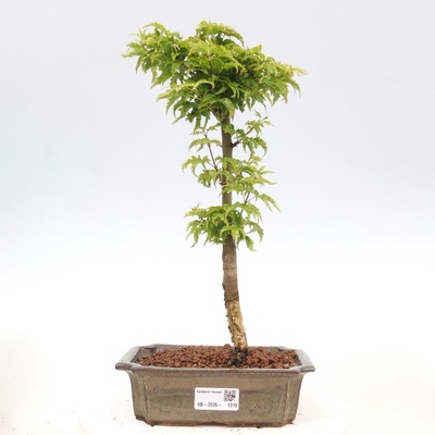 e-bonsai Venkovní bonsai -Javor dlanitolistý Acer palmatum Shishigashira