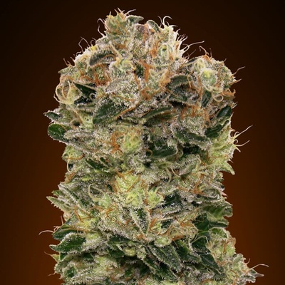 00 Seeds Bank Auto Sweet Somango semienka neobsahujú THC 100 ks