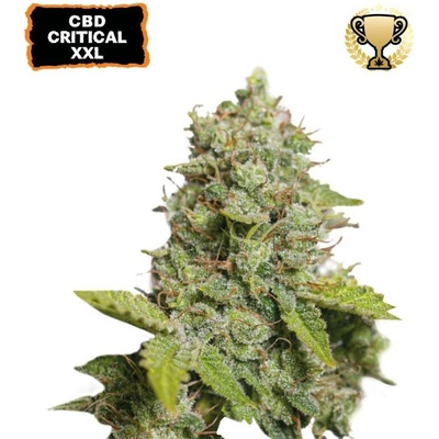 Seedstockers CBD Critical XXL AUTO semena neobsahují THC 5 ks
