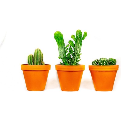 Gardners Kaktus mix, průměr 12 cm
