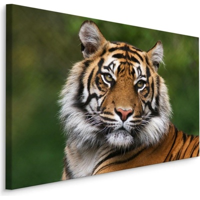MyBestHome BOX Plátno Portrét Bengálského Tygra Varianta: 100x70