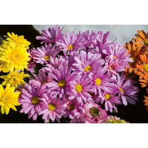 DIMEX ART Флизелинов фототапет цъфтящи пролетни цветя 375 x 250 см