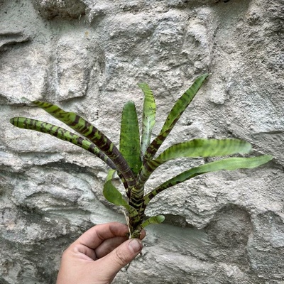Neoregelia - Flerida