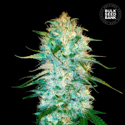Bulk Seed Bank AUTO Amnesia Platinum semena neobsahují THC 10 ks