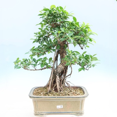 e-bonsai Pokojová bonsai - Ficus kimmen - malolistý fíkus