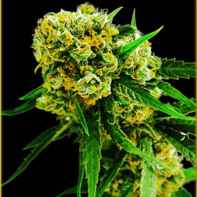 Anaconda Seeds Amnesia Haze Auto semena neobsahují THC 5 ks