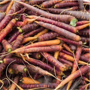 Mrkva Purple Haze F1 - Daucus carota - predaj semien - 70 ks