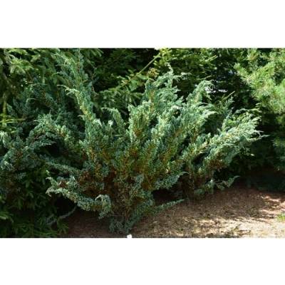 Borievka šupinatá (Juniperus squamata) ´MEYERI´ - výška 20-40 cm, kont. C3L