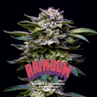 BSF Seeds Gorilla Rainbow semena neobsahují THC 12 ks