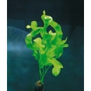 Aponogeton ulvaceus