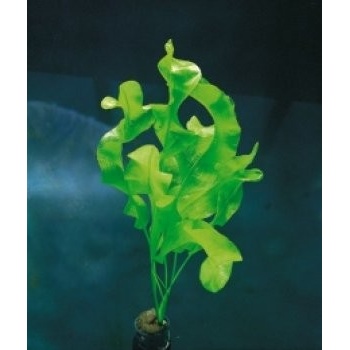 Aponogeton ulvaceus