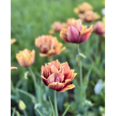 Tulipán 'Callahan' 5 ks