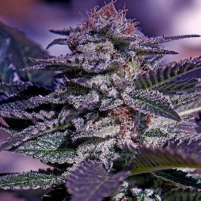 Positronics Kush AUTO semena neobsahují THC 3 ks