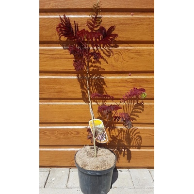 Albízia čokoládová (Albizia julibrissin ´Summer Chocolate´) veľkosť 50-80cm