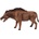 Mojo Entelodont Daeodon (MJ387156)