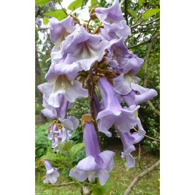 Paulownia tomentosa Prodejní velikost: ok10/12, Velikost hrnku: 45 l Paulovnie plstnatá