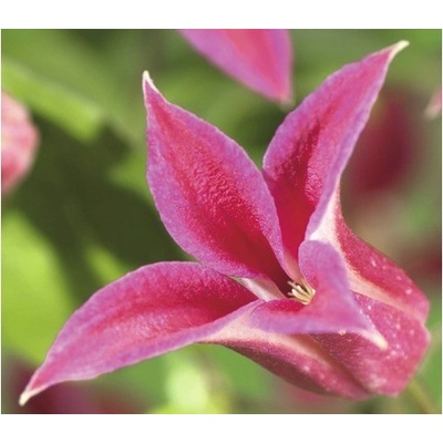 Plamienok FloraSelf Clematis-kultivar 'Princess Diana' 50-70 cm kvetináč 2,3 l