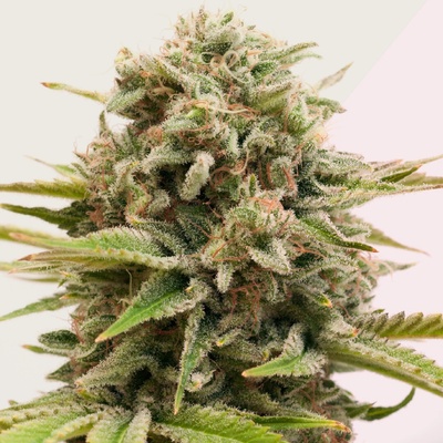 Kera Seeds Top 44 semienka neobsahujú THC 1 ks