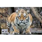 DIMEX ART Флизелинов фототапет тигър на лов 375 x 250 см