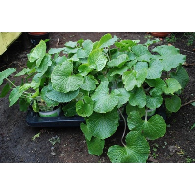 Wasabia japonica VASABI
