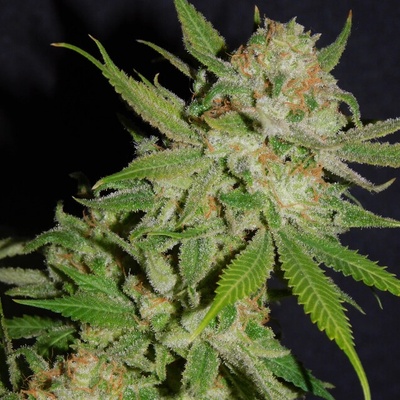 BSBs Cali Connection Chemdawg #4 semienka neobsahujú THC 1 ks