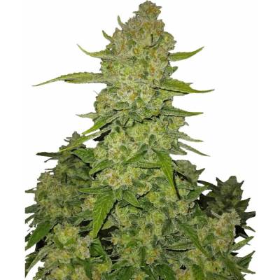 420 Fast Buds Papaya Cookies AUTO semena neobsahují THC 5 ks