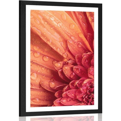Plakát s paspartou oranžová gerbera s kapkami vody - 20x30 white