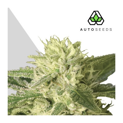 Auto Seeds Auto #1 semienka neobsahujú THC 3 ks