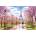Castorland - Puzzle Romantic Walk in Paris - 1 000 piese