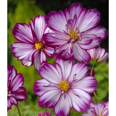 Krásenka zpeřená Fizzy Rose - Cosmos bipinnatus - semena krásenky - 80 ks