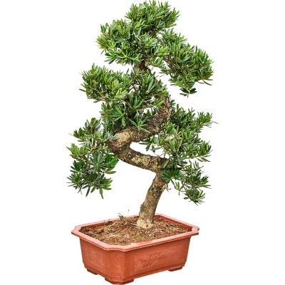 Podocarpus macrophyllus Branched/multi crowns 40x80 cm
