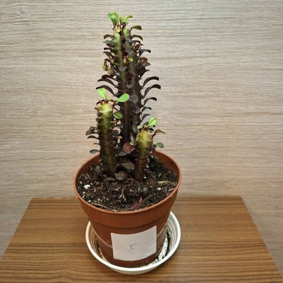 Euphorbia Trigona Rubra č5