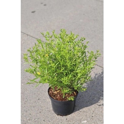 Ľubovník FloraSelf Hypericum kalmianum 'Gemo' výška 40-50 cm kvetináč 4 l