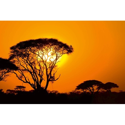 DIMEX ART Флизелинов фототапет залез в африка 375 x 250 см