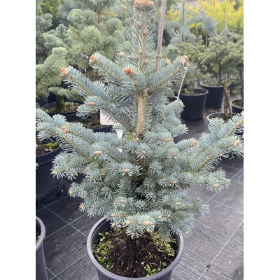 Abies lasiocarpa 'Compacta' Prodejní velikost: 030/040, Velikost hrnku: 5 l