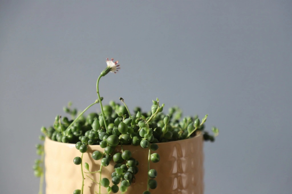 Senecio starcek Rowleyanus