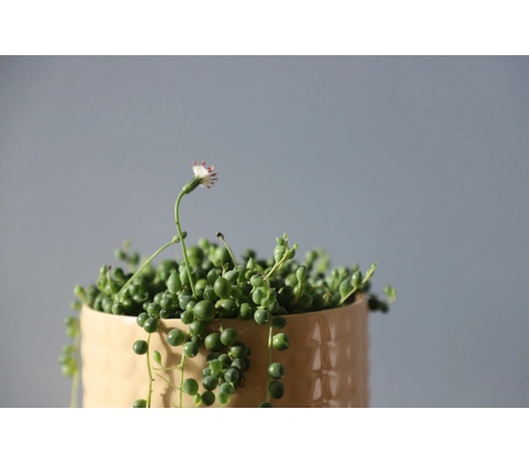 Senecio starcek Rowleyanus