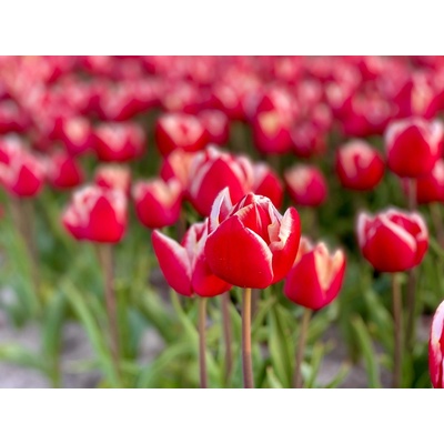 LEEN VAN DER MARK - ČERVENOBÍLÝ TULIPÁN Množství cibulek v jednom balení: 5 ks